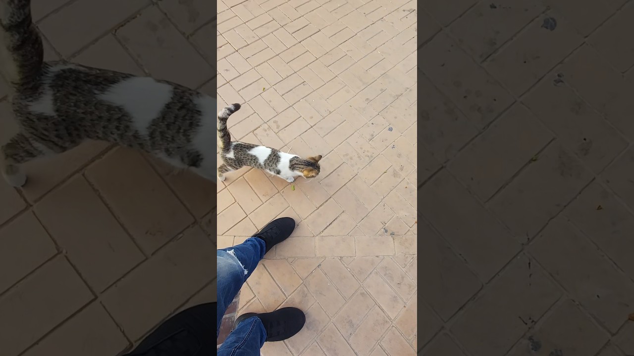 красивая дружелюбная кошка 