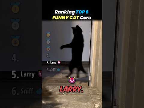Ranking TOP 6 FUNNY CAT Core Moments!! π±π
