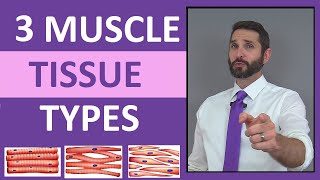 Three Types of Muscle Tissue (Skeletal, Smooth, Cardiac) Anatomy Compilation Review