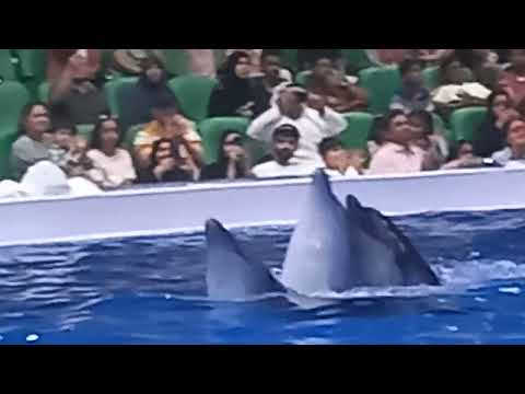 dolphin dubai