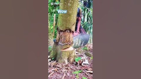 Best perfect falling Skill #tree #trees #fall #treeremoval #woodworking #wood #woodwork #wooden