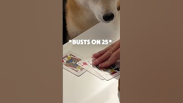 Shiba Makes Wrong Choice at Casino
