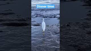 Bird Eats Fish A  shorts bird santa Cruz