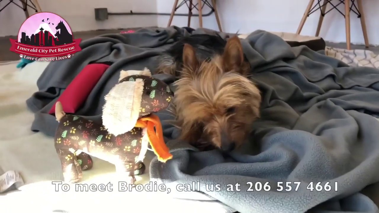pet shelter newark nj Available for Adoption : Brodie