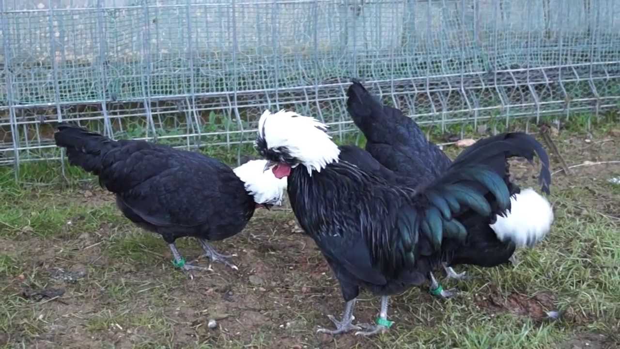 gallinas de raza moñuda holandesa
