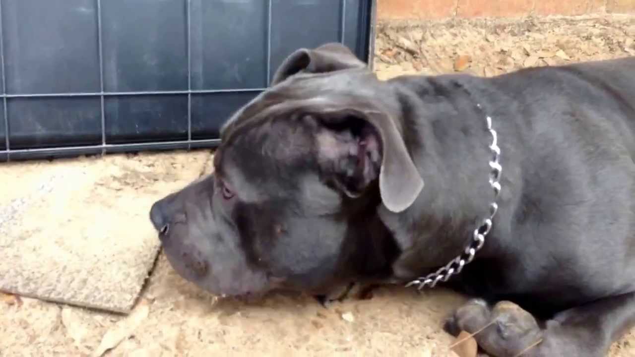 razor blue pit