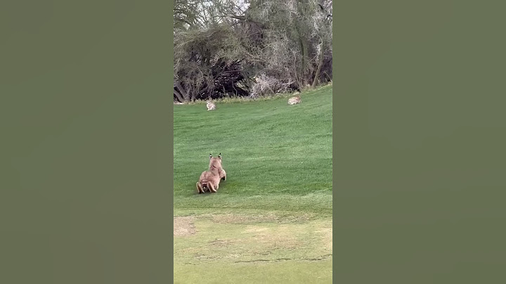Bobcat Divides & Conquers #natureismetal #keepnaturemetal #bobcat