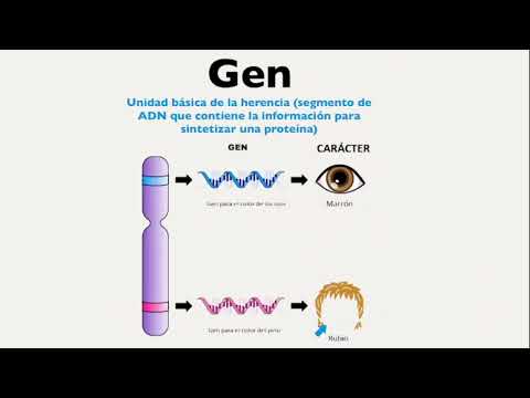 Video: ¿La verdadera reproducción significa homocigoto?