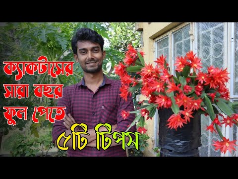 ভিডিও: কেন হোম ক্যাকটাস পুষে না