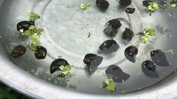 Cách chữa bệnh ốc nhồi  nổi nghiêng bỏ ăn  bò lên cây vàng nửa người chết hàng loạt Đt 0353864376