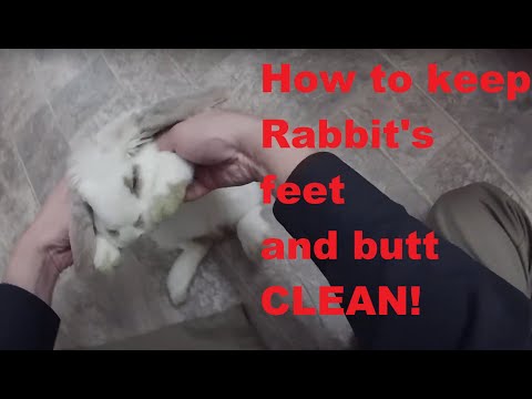 How to clean your rabbit feet and butt