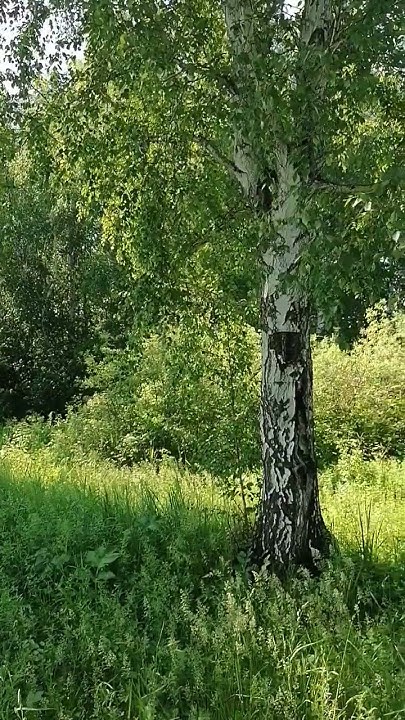 Только в России ростут такие березки. - YouTube