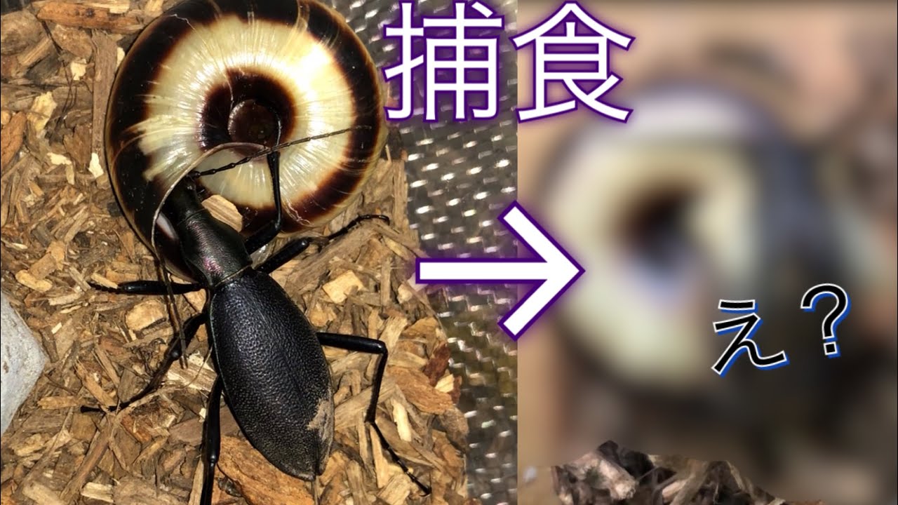 衝撃]マイマイカブリにカタツムリ与えたけど - YouTube