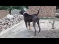 Biggest black beast bully dog 2021 from punjab of hazara dog breeder