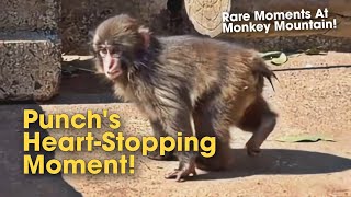 Rare Moments At Monkey Mountain From A Bewildered Akira To A Heart-Stopping Moment With Punch
