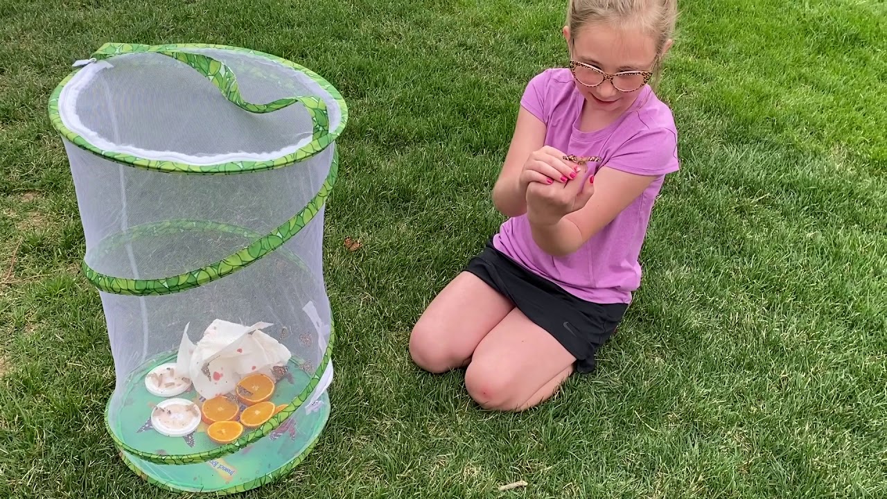 Butterfly Release YouTube