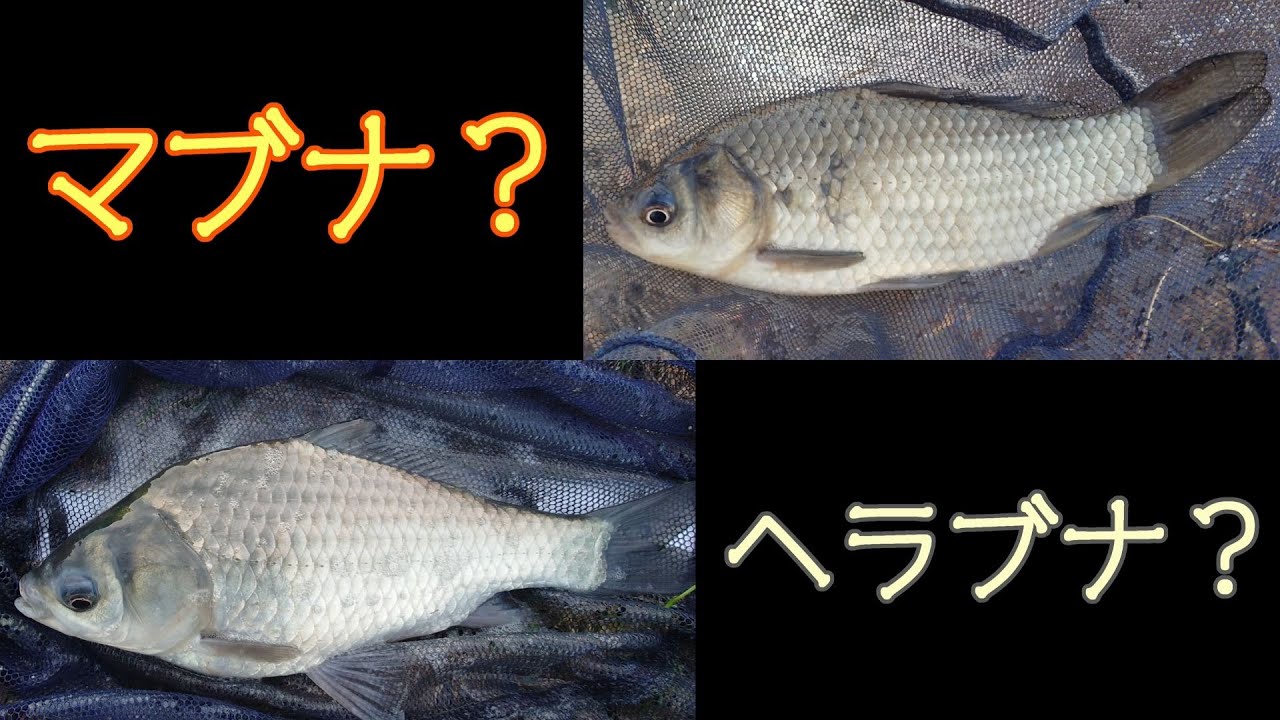 【フナ釣り】どっちがどっち？大宮第二公園でフナを釣った！【何となく分かってきたような？】