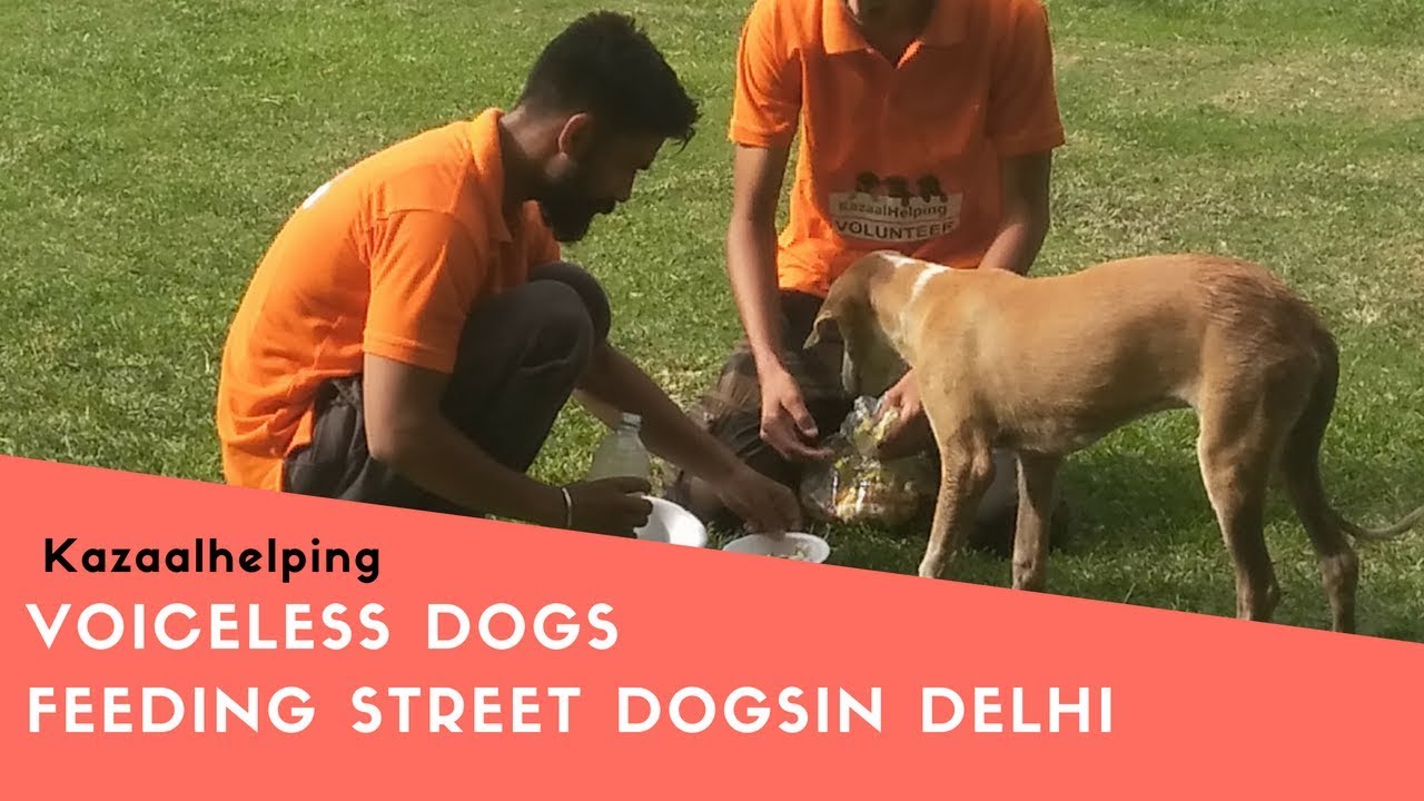 Feeding For Street Dogs At Netaji Subhash Place In Delhi Day 1 Ngo Feeding For Street Dogs At Netaji Subhash Place In Delhi Day 1 Ngo