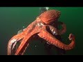 Facts: The Giant Pacific Octopus