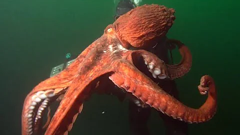 Facts: The Giant Pacific Octopus