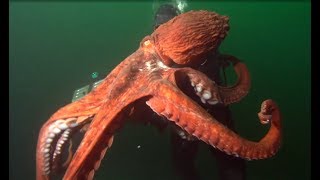 Facts: The Giant Pacific Octopus