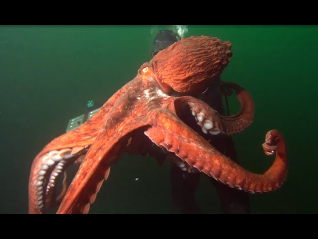 Facts: The Giant Pacific Octopus class=