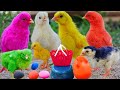 MURGI CHICKS, इंद्रधनुष मुर्गा colorful chicks, smart Gallina chicks in Color Eggs