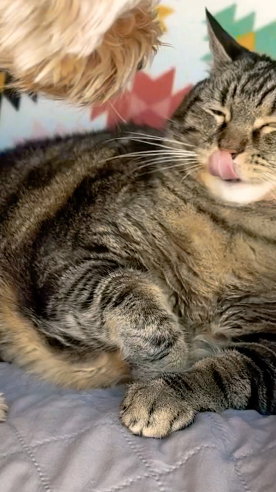 A Penny for your thoughts! #talkingcat #showerthoughts