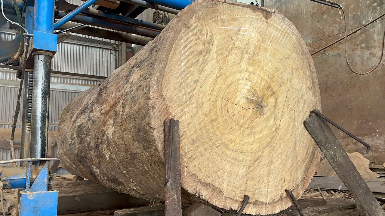 The Process Of Producing Raw Wood | Giant Walnut wood, Working In ...