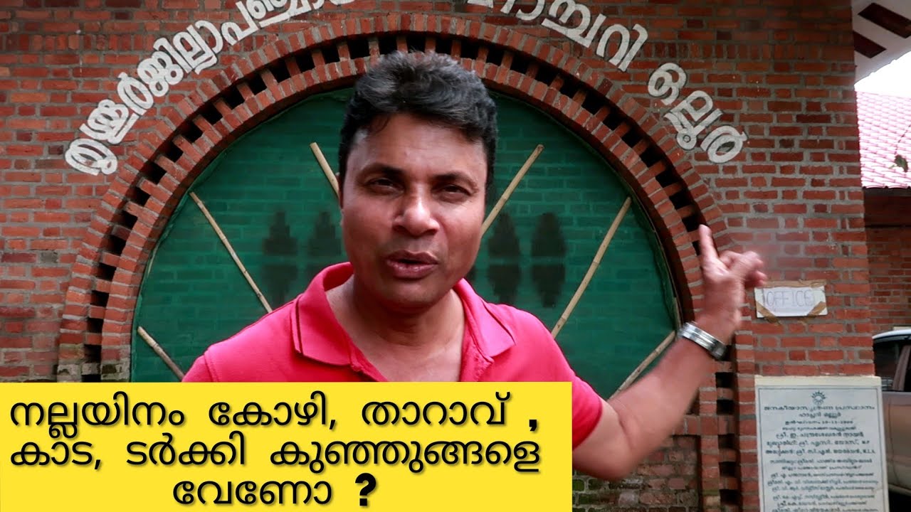 കോഴിക്കുഞ്ഞുങ്ങളെ ലഭിക്കാനും മുട്ട വിരിയിക്കാനും സർക്കാരിന്റെ സ്ഥാപനം //AJU'S WORLD