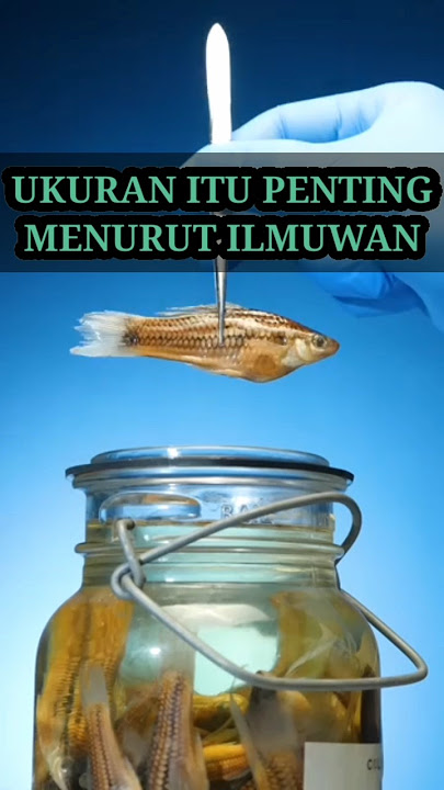ukuran itu penting