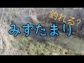 水溜り？池？何が釣れる？