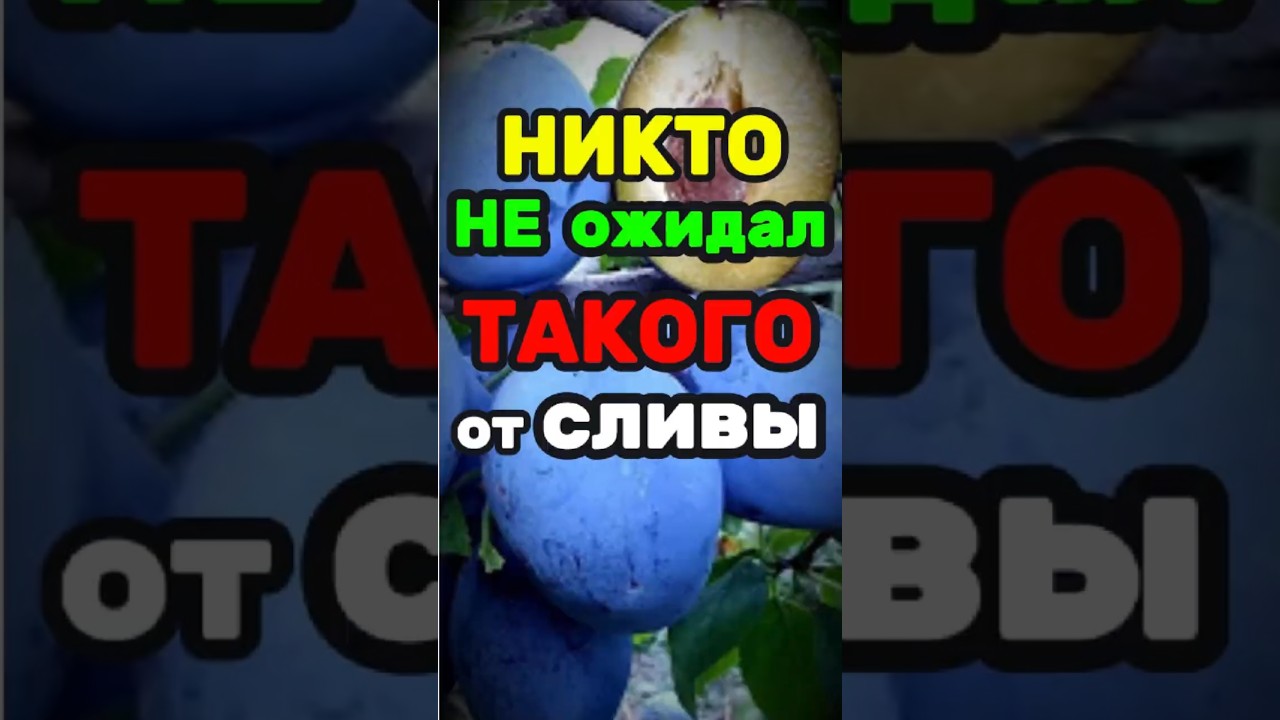 Антивозрастной продукт. Слива очищает кишечник лучше любых средств