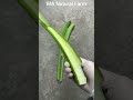 Large leaf mustard greens  #farming  #shortsviral #naturerurallife #garden#youtubeshorts #trend