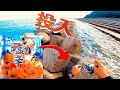 【穴釣り】コンビニ餌で最強と言われる「イカの塩辛」で穴釣り検証をしてきました。
