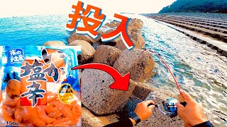 【穴釣り】コンビニ餌で最強と言われる「イカの塩辛」で穴釣り検証をしてきました。