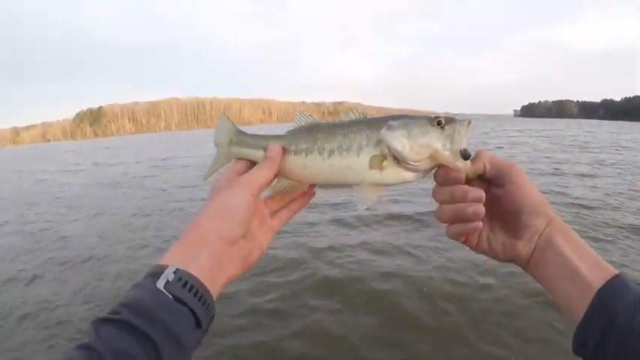Ned Rig Fishing on Beech Lake