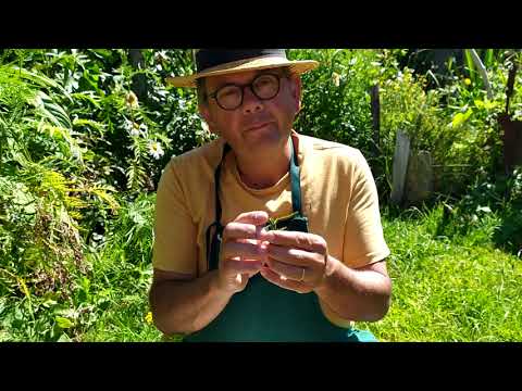 Vidéo: Combattre les fourmis et exterminer les tiques