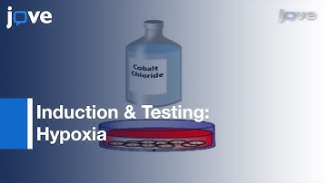 Induction & Testing Of Hypoxia In Cell Culture l Protocol Preview