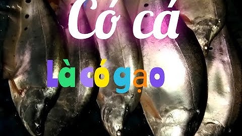 Cắm câu thác lác cườm một đêm sẩy cá liên tục#tuanvlogssanbatmuusinh#camcau