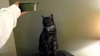 Dark Angel: A Black Smoke Cat Standing up for Dinner