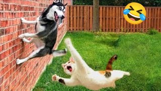 Funny Dogs And Cats Videos 2024 😅- Best Funnies Animal Videos #5