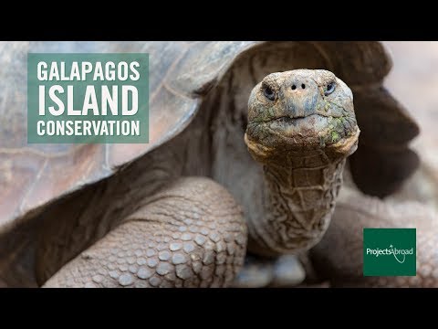 Galapagos Island Conservation with Projects Abroad (Ecuador)