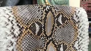 Famous Natural reticulated diamond python snakeskin, python leather, python skin, snake leather Wealth