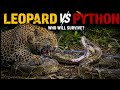 Python vs Leopard – Who Wins This Deadly Encounter? Animal documentary