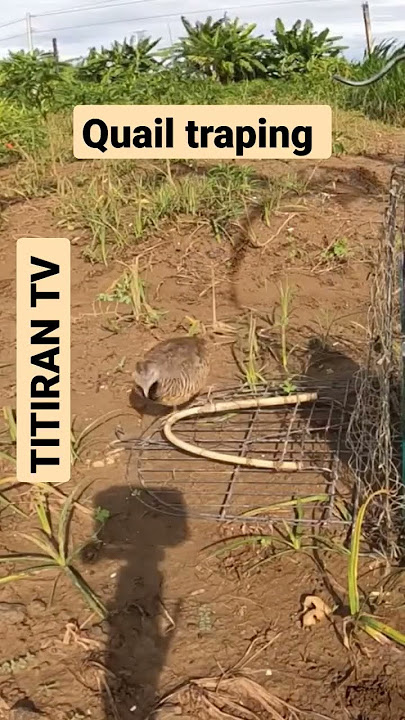mikat Puyuh Ladang Quail traping #shorts #puyuh #quailtrap