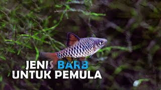 5 Jenis Ikan Barb Paling Populer Untuk Dipelihara.