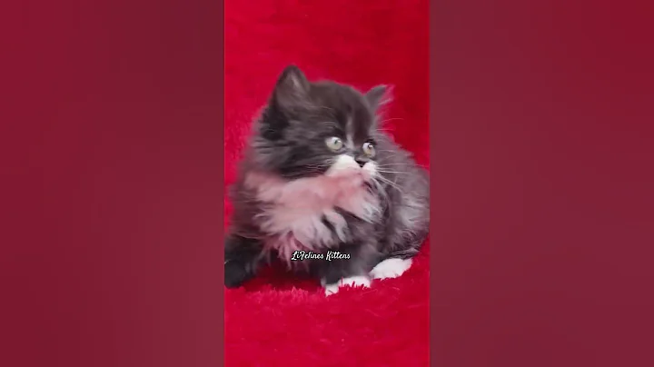Watch the video about Bicolor Persian Kittens for sale in Ahmedabad & Persian cat in Gujarat #cat #persiankittensforsale