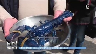 Un Homard Bleu, une pêche miraculeuse