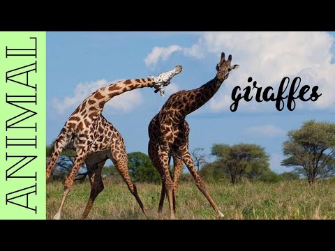 Поведение больших жирафов в брачный сезон🦒giraffe🦒